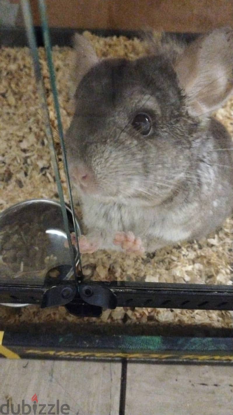 Male Chinchilla in rare brown colour 1