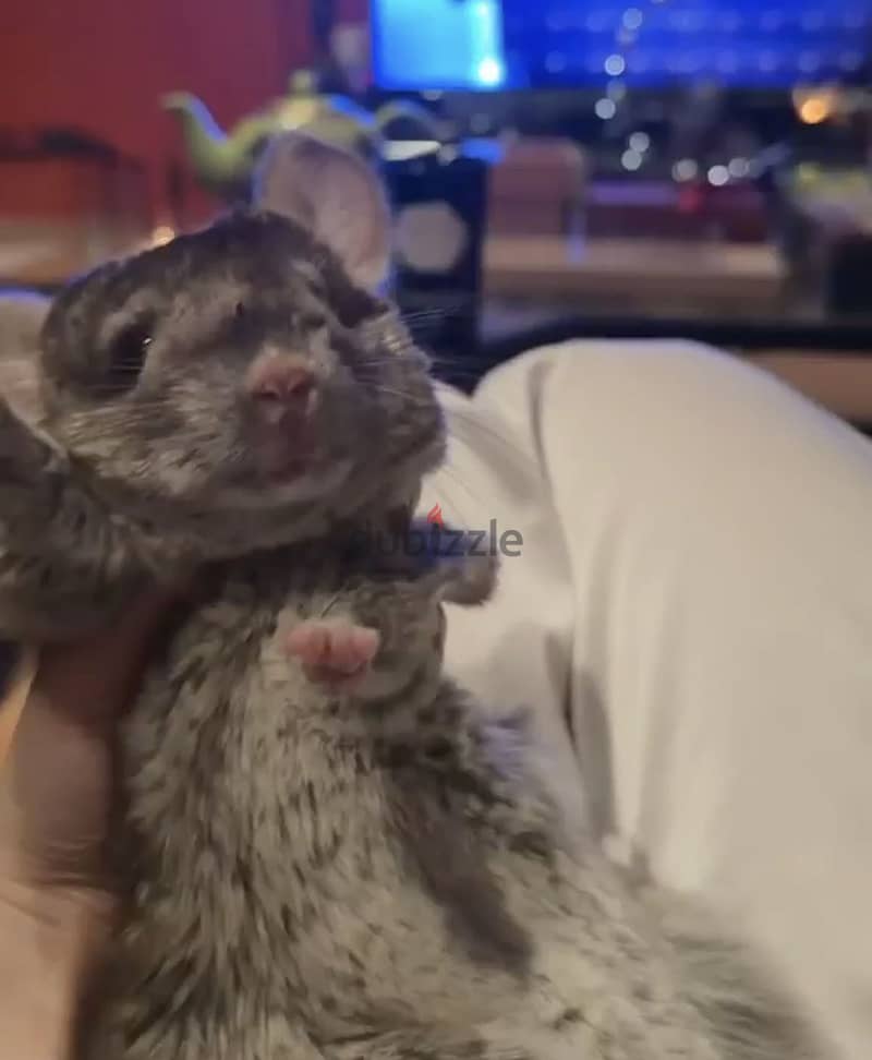 Male Chinchilla in rare brown colour 2