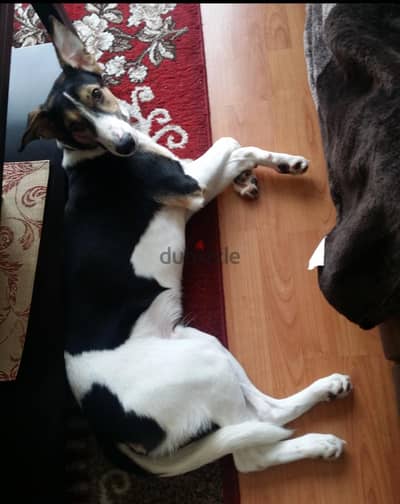 Mix breed Terrier Beagle for adoption