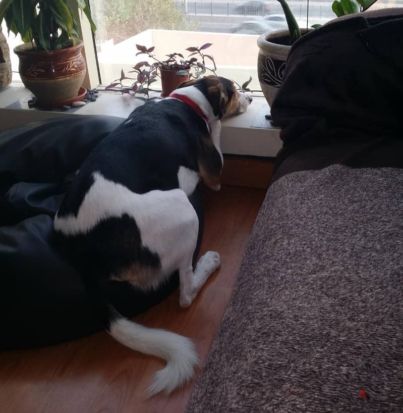 Mix breed Terrier Beagle for adoption 1