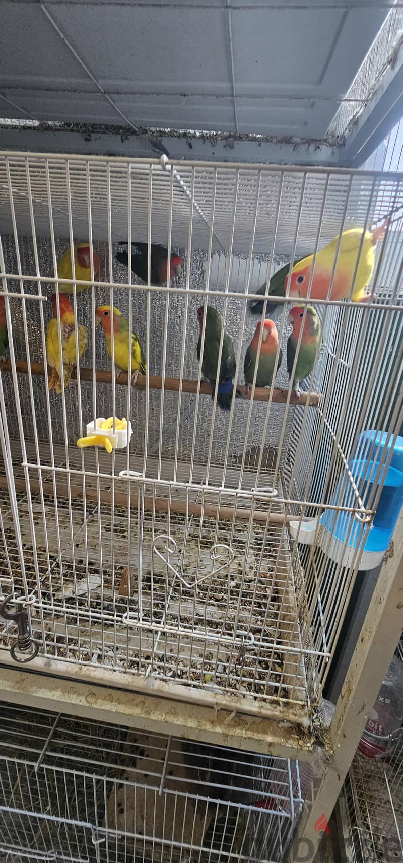 مجموعة طيور حب جميلة للبيع 3