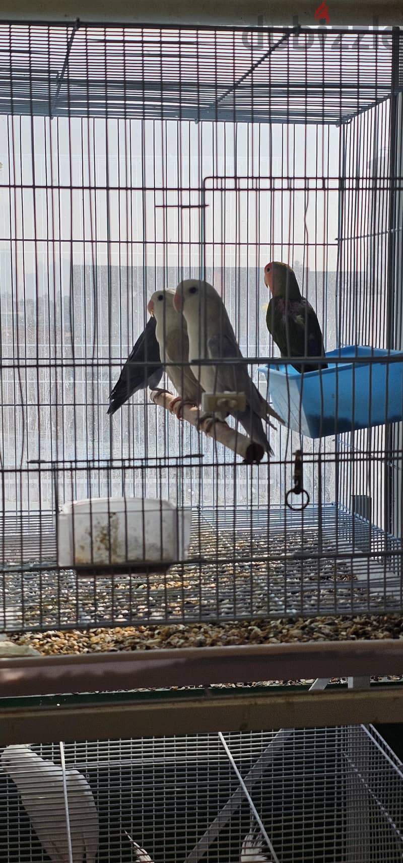 مجموعة طيور حب جميلة للبيع 8