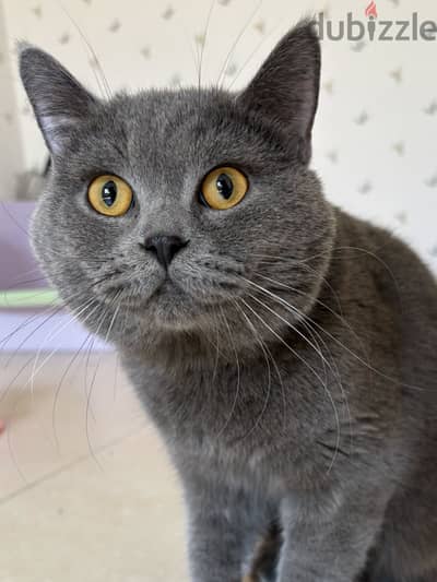 ذكر برتش شورت هير بلو للبيع | British Shorthair Blue Male for Sale