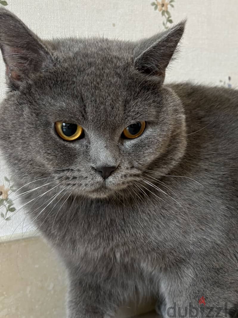 ذكر برتش شورت هير بلو للبيع | British Shorthair Blue Male for Sale 1