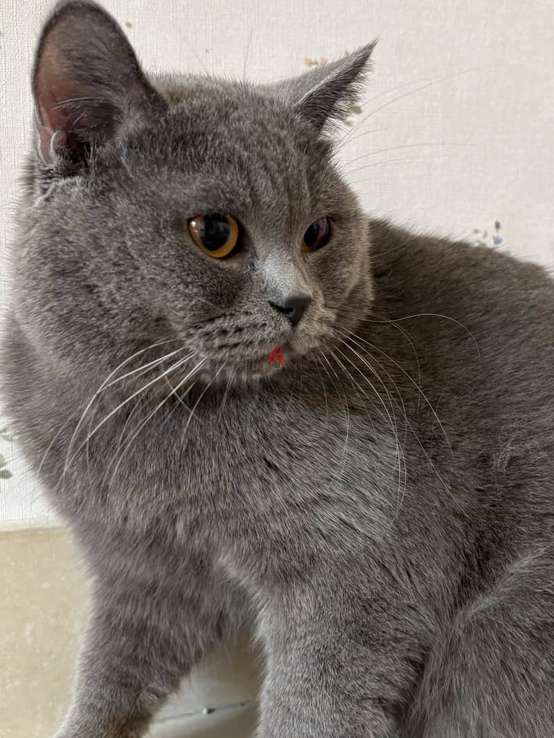 ذكر برتش شورت هير بلو للبيع | British Shorthair Blue Male for Sale 2