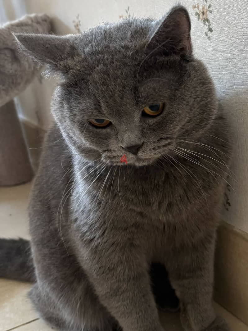 ذكر برتش شورت هير بلو للبيع | British Shorthair Blue Male for Sale 3