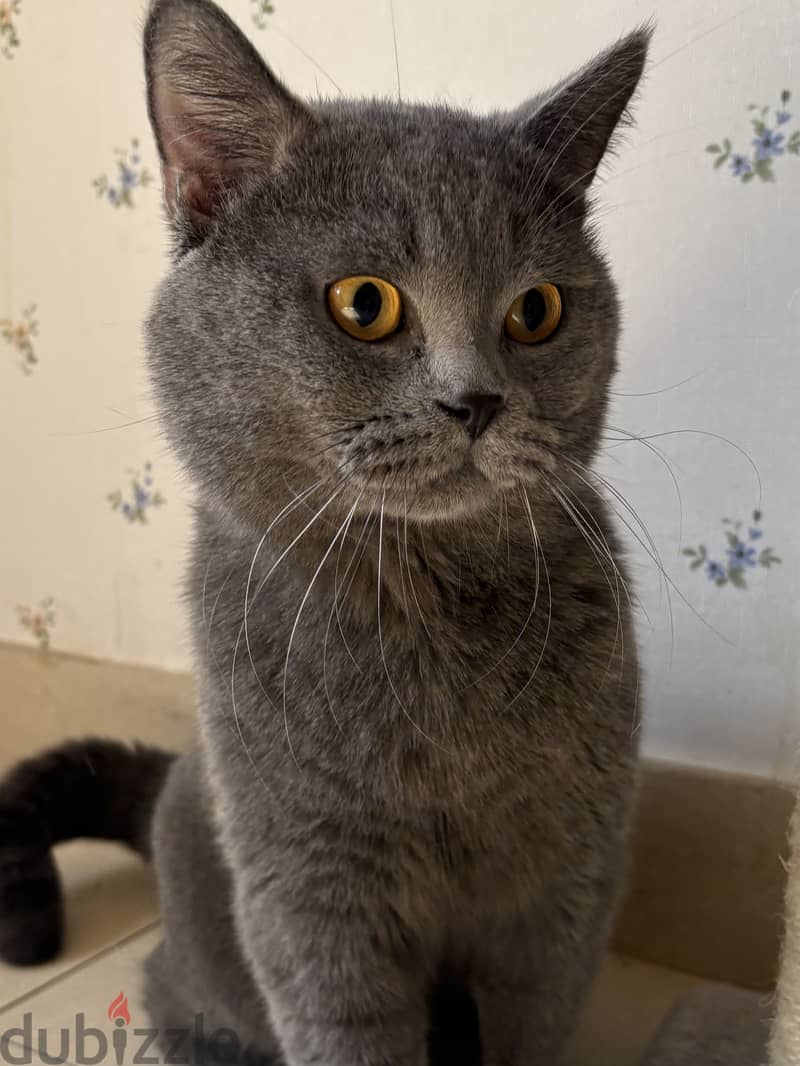 ذكر برتش شورت هير بلو للبيع | British Shorthair Blue Male for Sale 4
