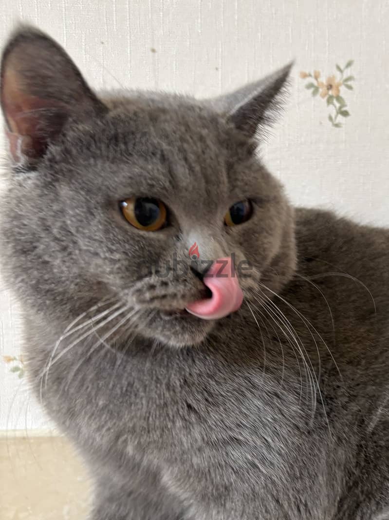 ذكر برتش شورت هير بلو للبيع | British Shorthair Blue Male for Sale 5
