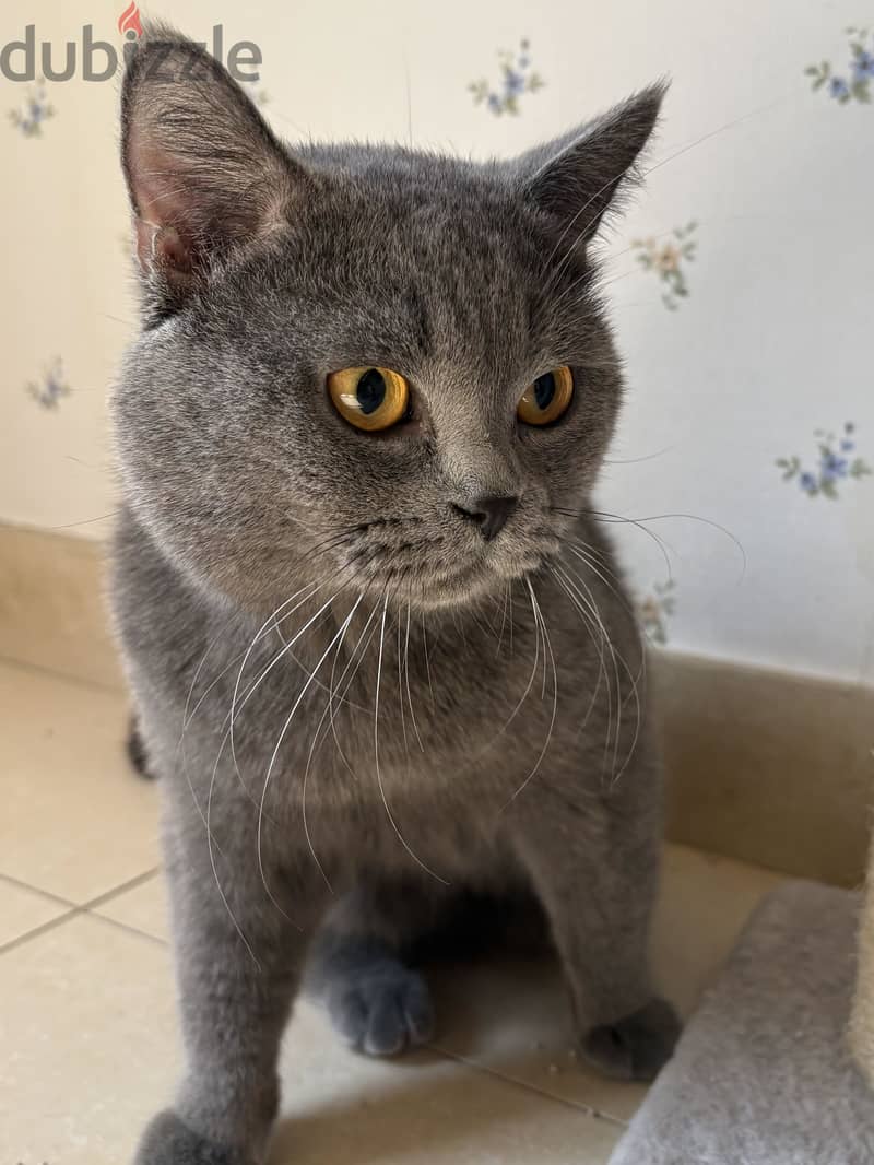 ذكر برتش شورت هير بلو للبيع | British Shorthair Blue Male for Sale 6