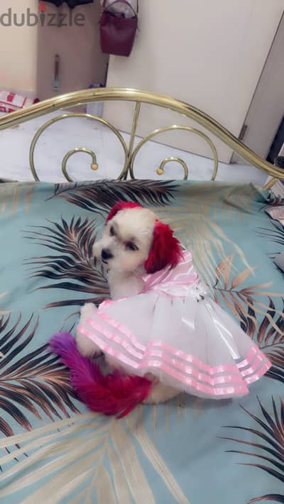 For adoption