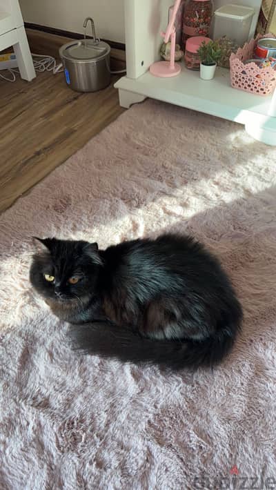 Cat for adoption