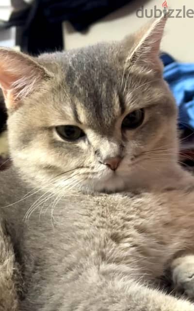 British cat for adoption