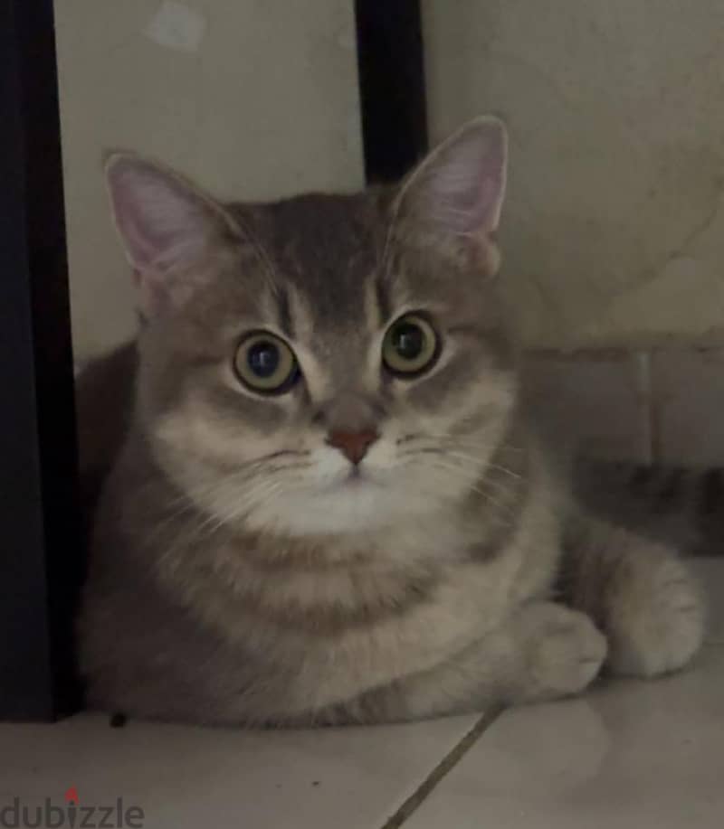 British cat for adoption 1