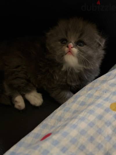 Kitten