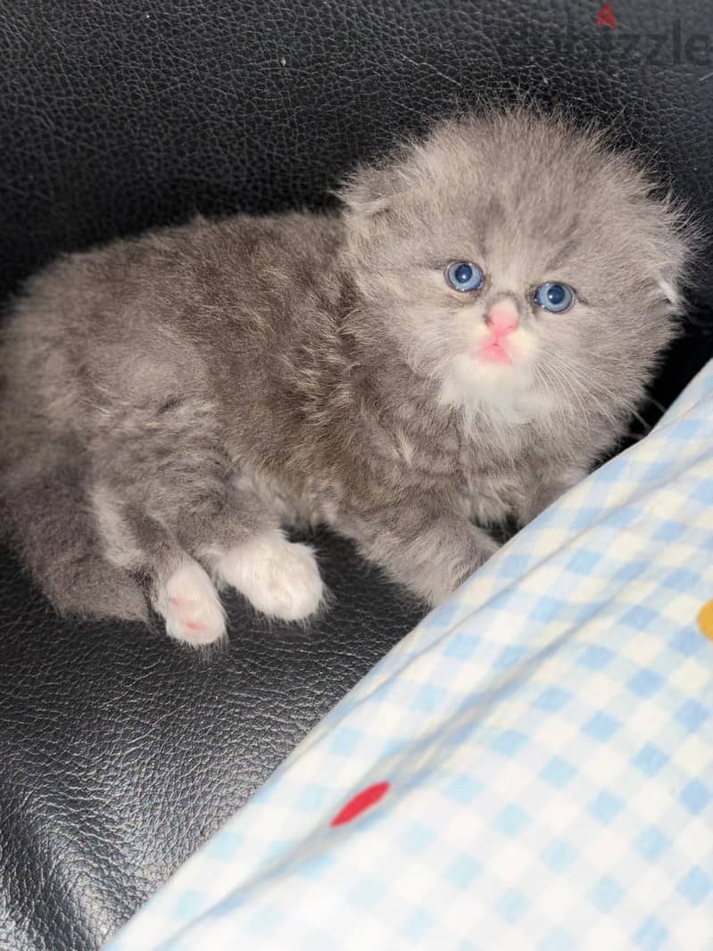 Kitten 1