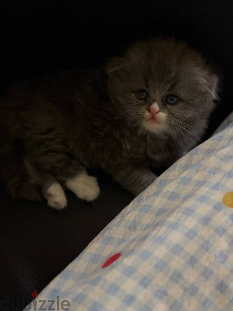 Kitten 2
