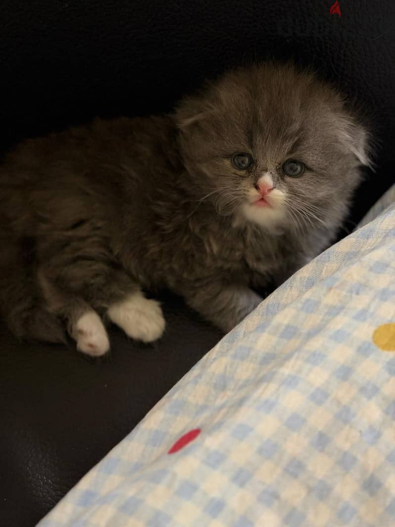 Kitten 3