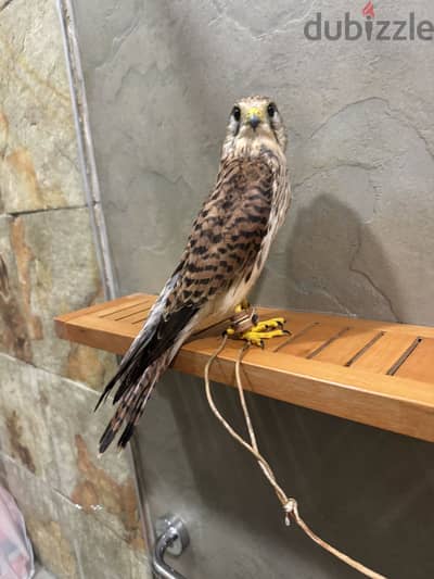 Falcon for sale. شرياص. صقر. للبيع