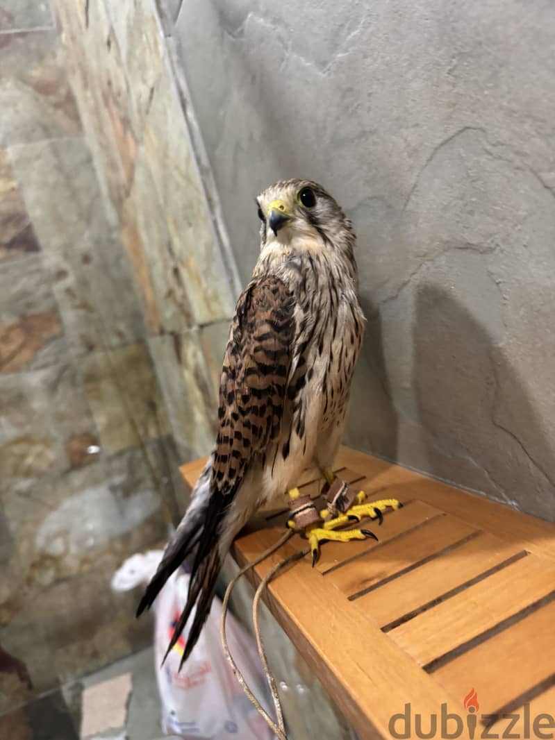 Falcon for sale. شرياص. صقر. للبيع 1