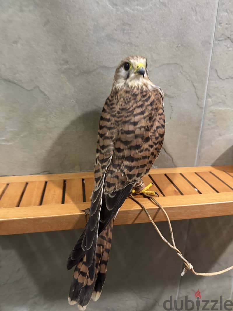 Falcon for sale. شرياص. صقر. للبيع 2