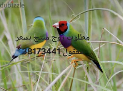 مطلوب