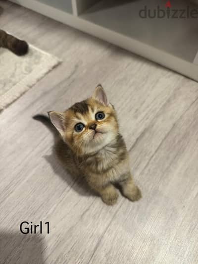 Scottish golden chinchilla kittens