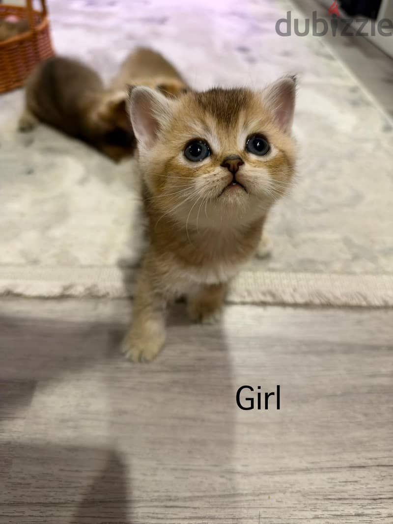 Scottish golden chinchilla kittens 2