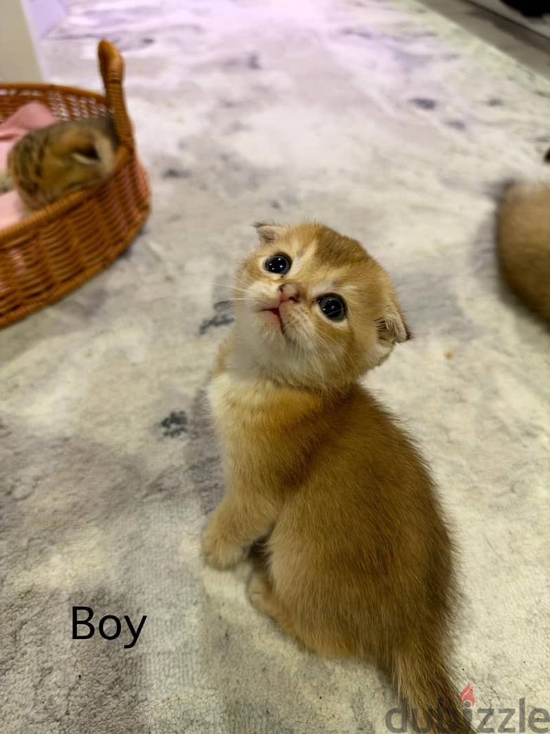 Scottish golden chinchilla kittens 3