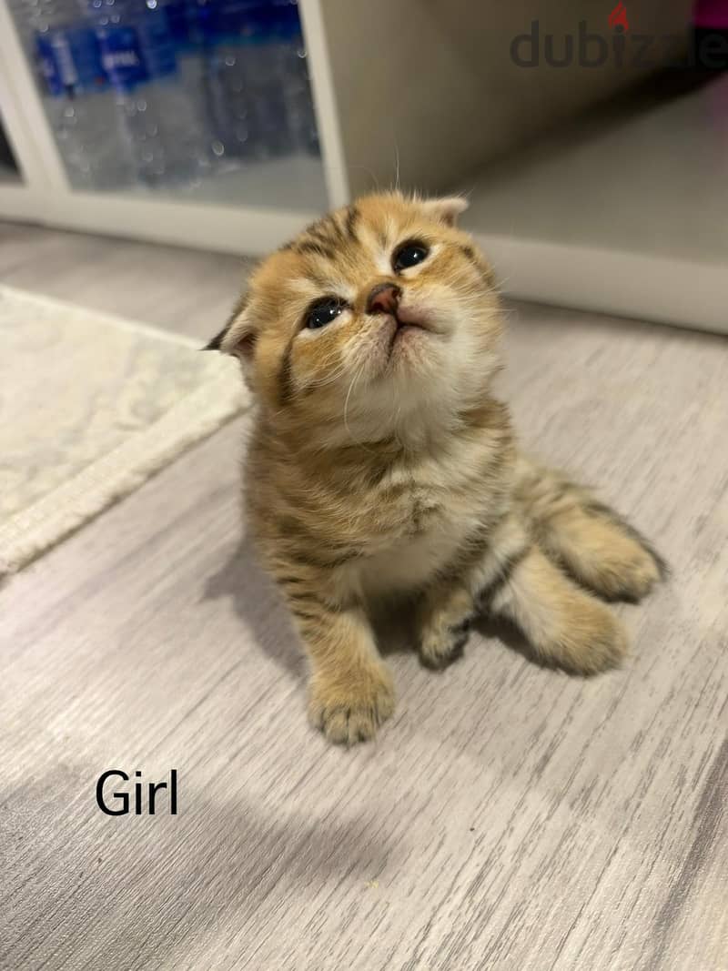 Scottish golden chinchilla kittens 4