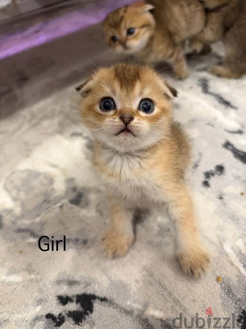 Scottish golden chinchilla kittens 5