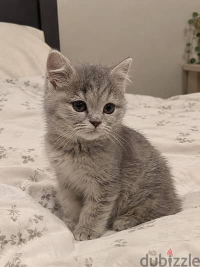 كتن بريتش شورت هير | British kitten Shorthair