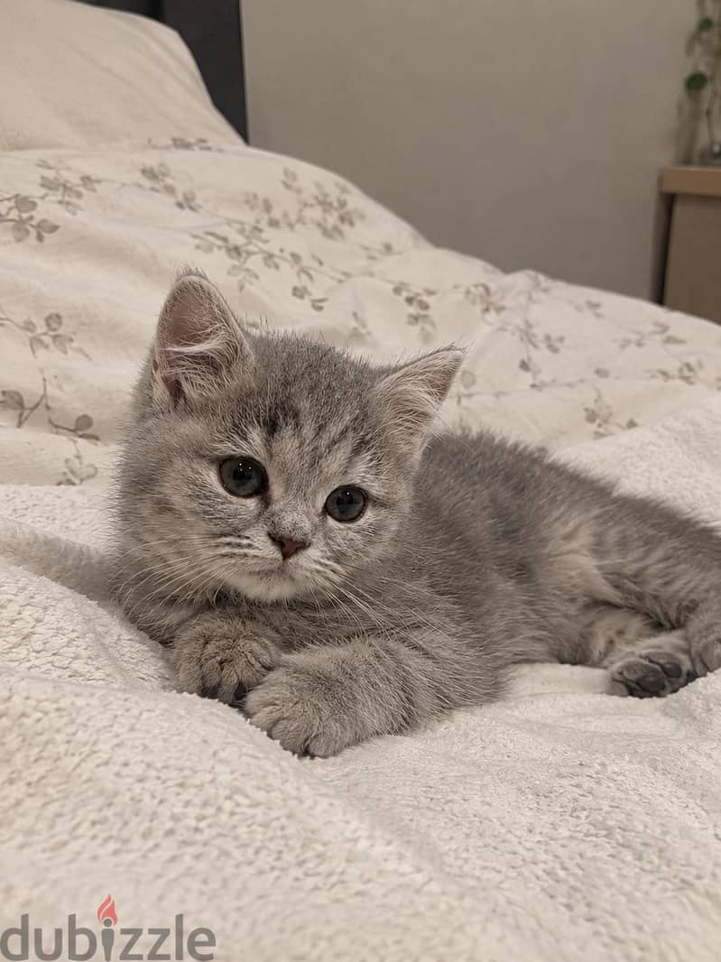 كتن بريتش شورت هير | British kitten Shorthair 1