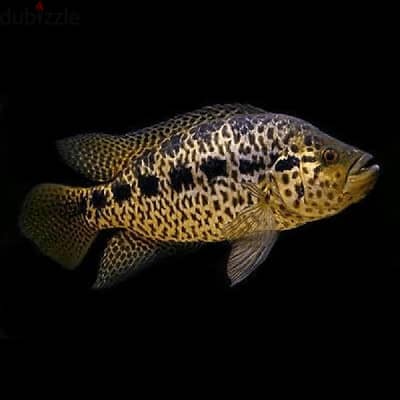 Fishes for sale
