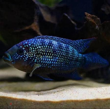 Fishes for sale 1