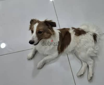  ADORABLE PUPPY LOOKING FOR A LOVING HOME 