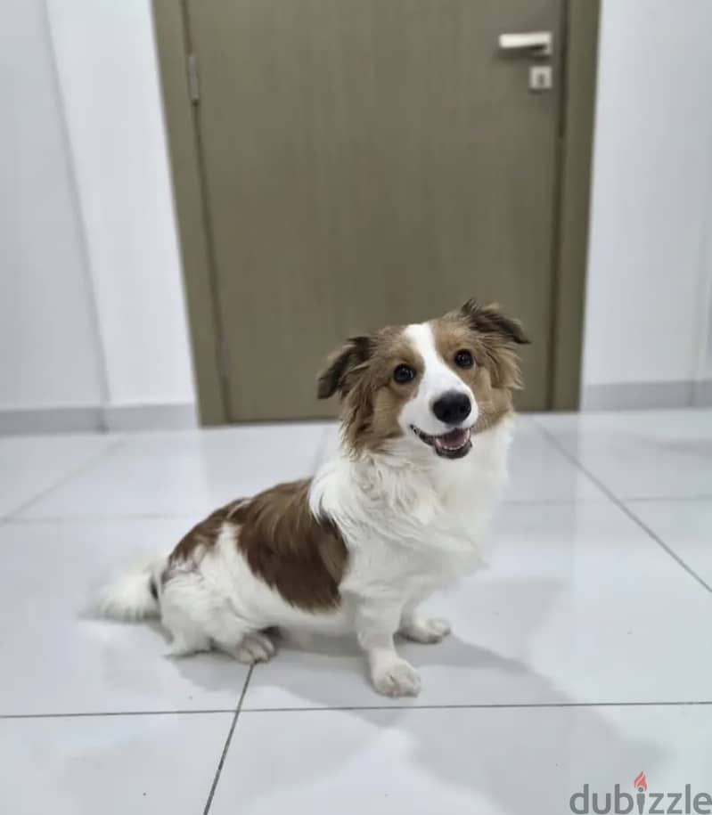  ADORABLE PUPPY LOOKING FOR A LOVING HOME  1