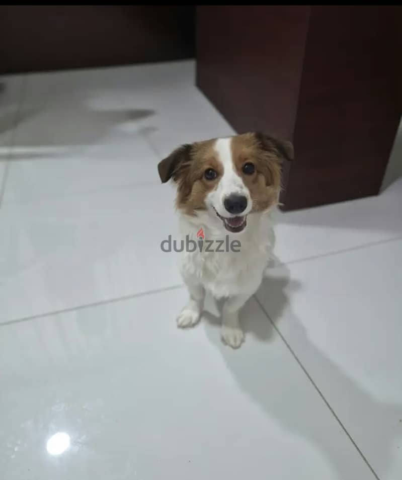  ADORABLE PUPPY LOOKING FOR A LOVING HOME  2
