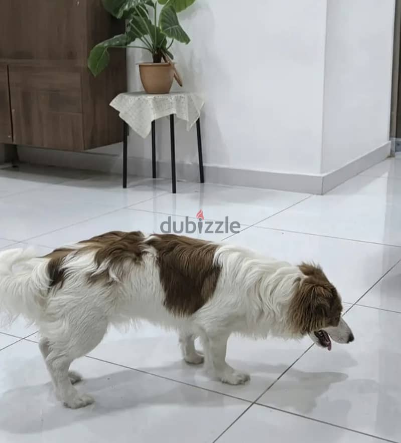  ADORABLE PUPPY LOOKING FOR A LOVING HOME  3