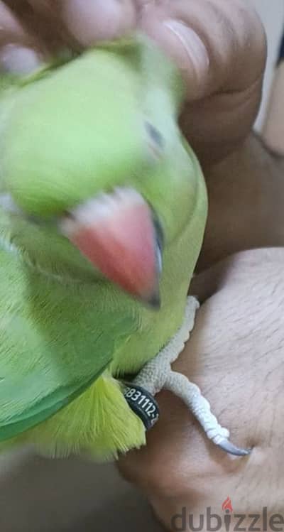 Green parrot for sale
