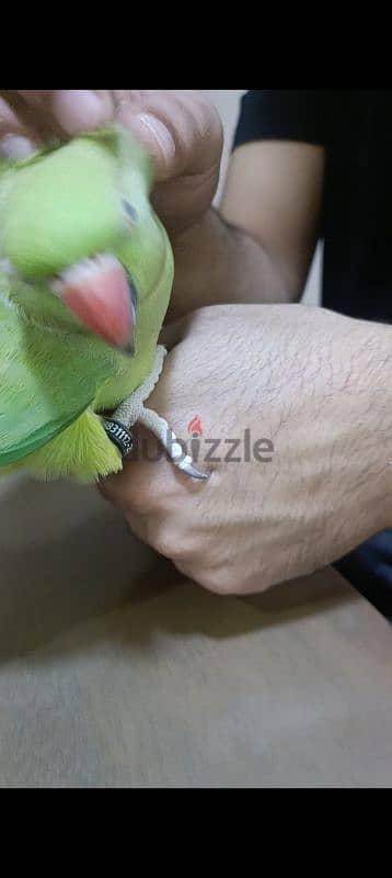 Green parrot for sale 1