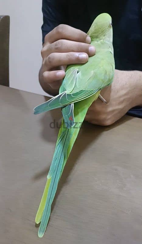 Green parrot for sale 2