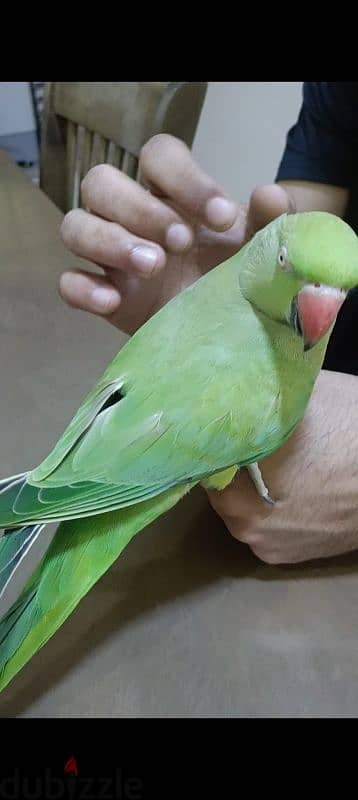 Green parrot for sale 3