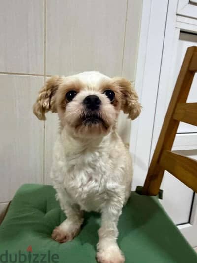 Adorable & Friendly Shih Tzu Dog⁠s mom and daughter