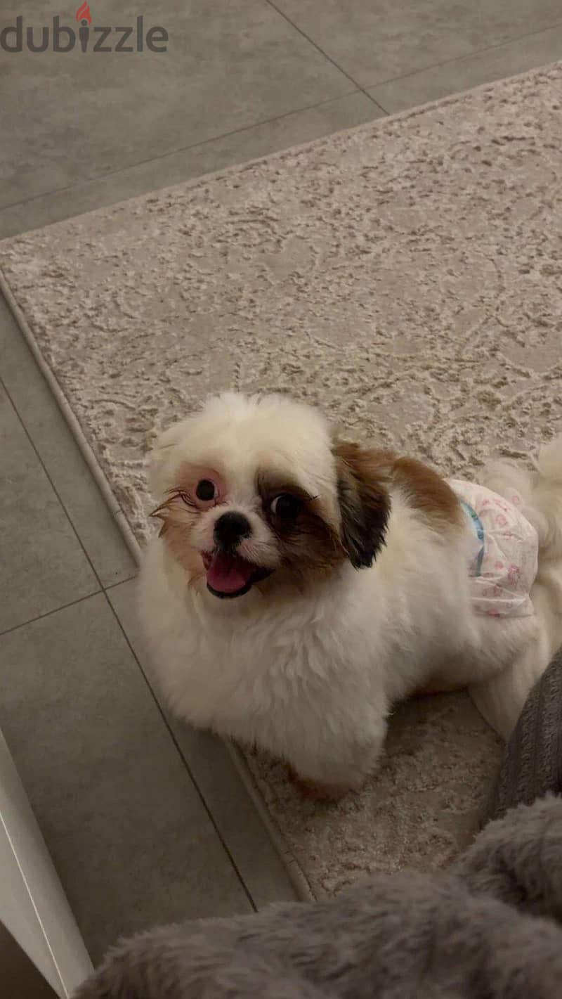 Adorable & Friendly Shih Tzu Dog⁠s mom and daughter 1