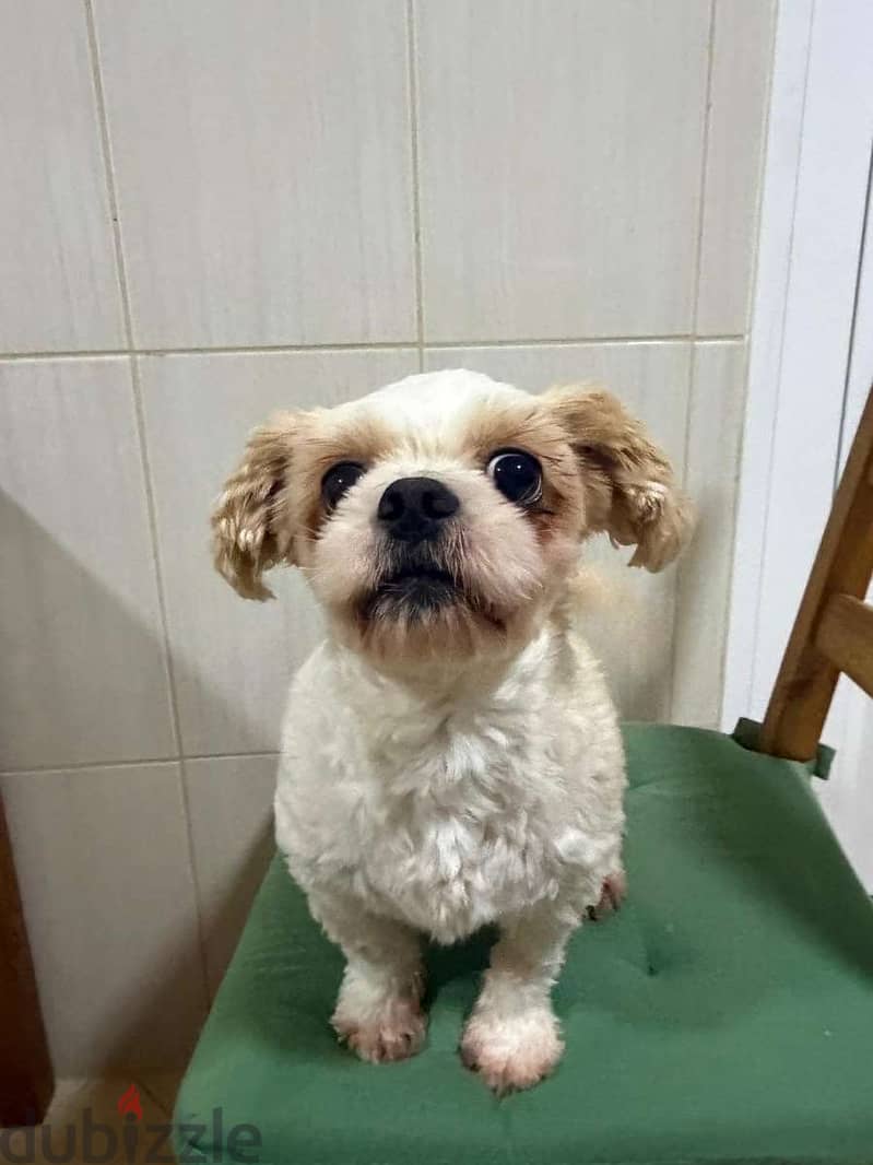 Adorable & Friendly Shih Tzu Dog⁠s mom and daughter 2