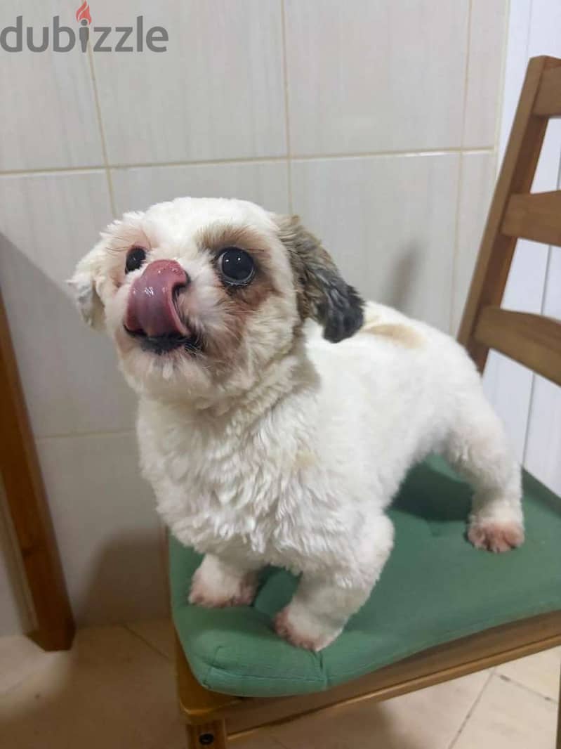 Adorable & Friendly Shih Tzu Dog⁠s mom and daughter 3