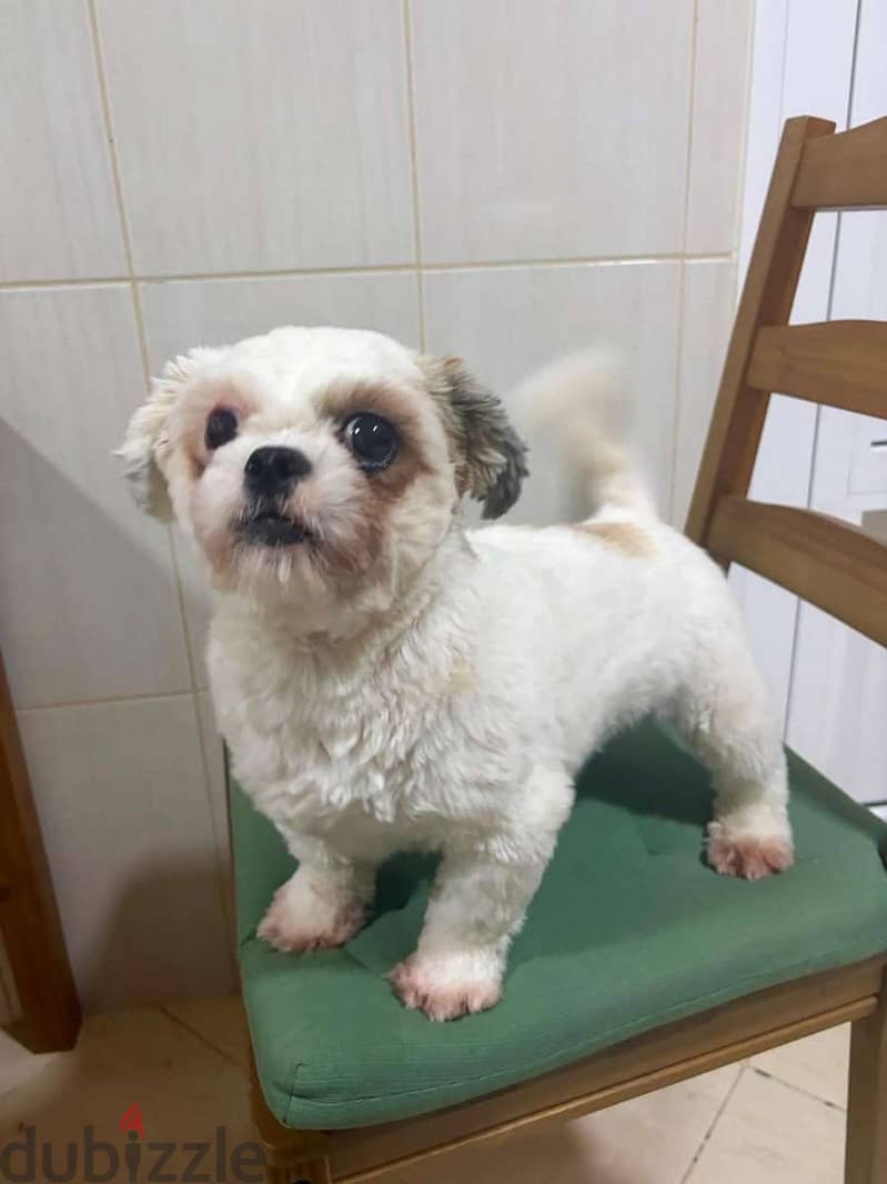 Adorable & Friendly Shih Tzu Dog⁠s mom and daughter 4