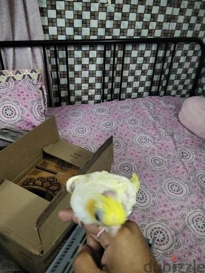 lotino coctail bird for sell urgent