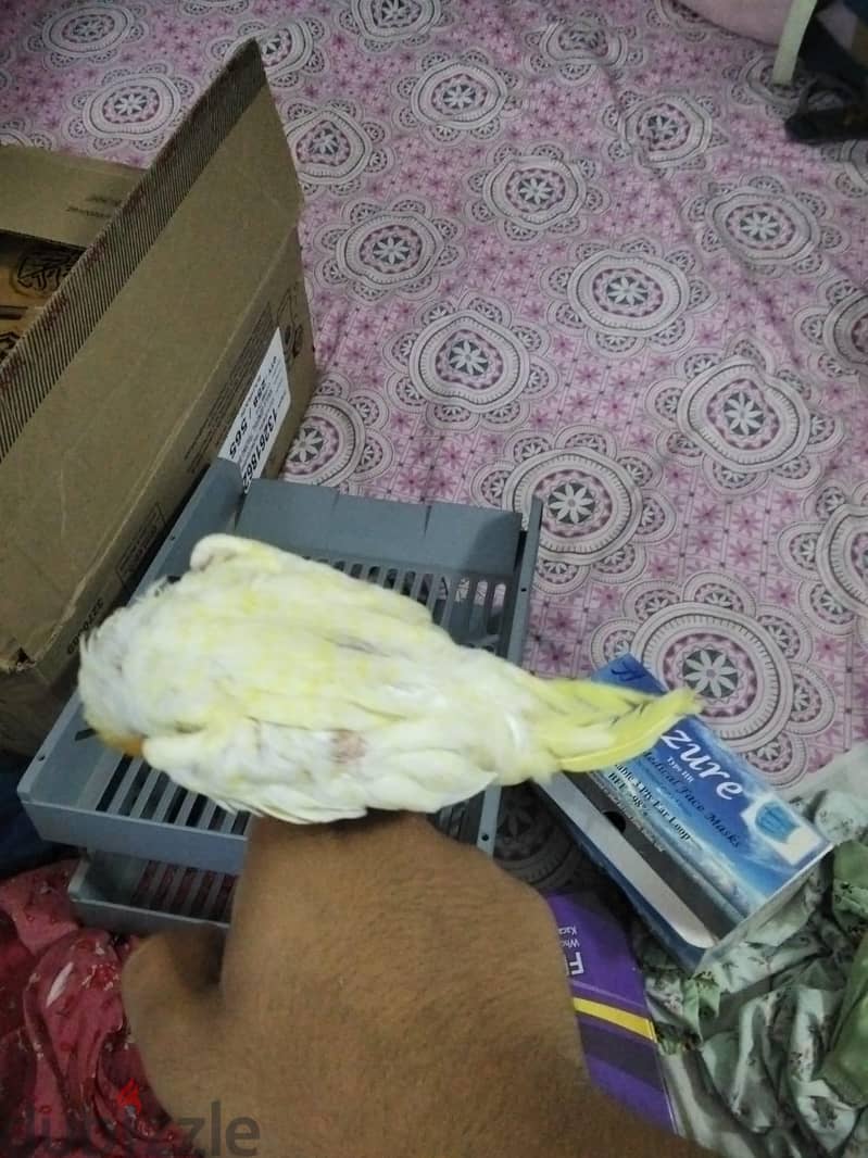 lotino coctail bird for sell urgent 1