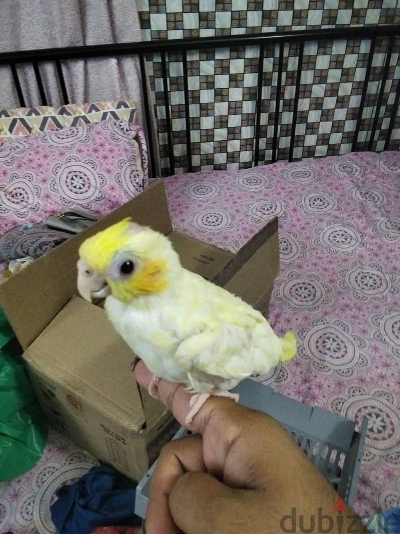 lotino coctail bird for sell urgent 2